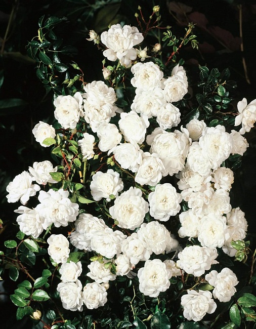 Роза почвопокровная Свани